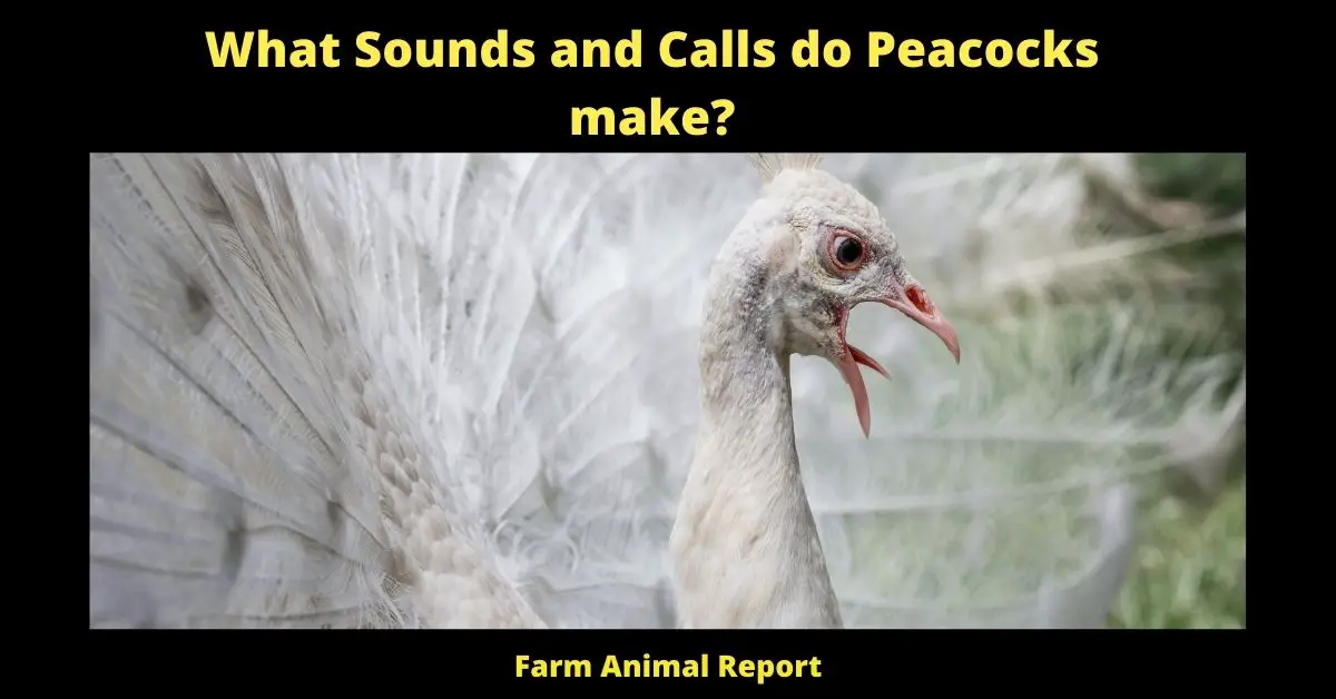 27 Peacock Sounds - What Sound Does A Peacock Make | Peacock Sound | Peacocks ( 2022 ) - Farm Animal Report