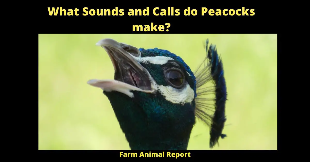 peacock sounds
what sound does a peacock make
peacock sounds like
peacock noises
what sounds do peacocks make
what sound to peacocks make
sounds of a peacock
what noise does apeacock make
what kind od sound does a peacock make
female peacock sound
A peacock can make a variety of different noises, depending on the situation. For example, they may make a sharp, loud call when they are alarmed or threatened. Peacocks also make softer cooing sounds when they are content or courting a mate. In addition, peacocks often make various other noises, such as grunts, hisses, and clicks. All of these sounds help the peacock to communicate with others of its kind and to express its mood. As a result, the next time you hear a peacock, try to listen carefully and see if you can identify all of the different noises it is making.