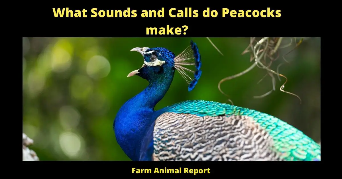 What Sounds and Calls do Peacocks make?
