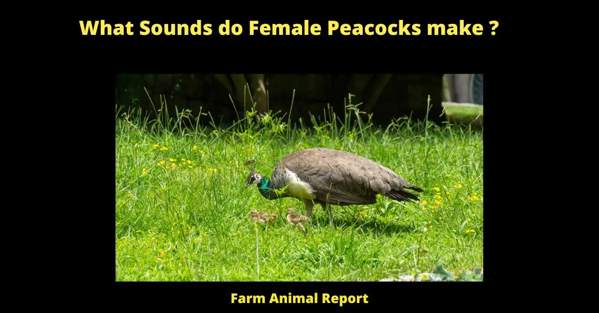 What Sounds do Female Peacocks make?