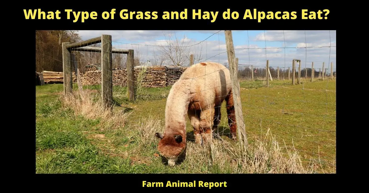 What Type of Grass and Hay do Alpacas Eat? 1