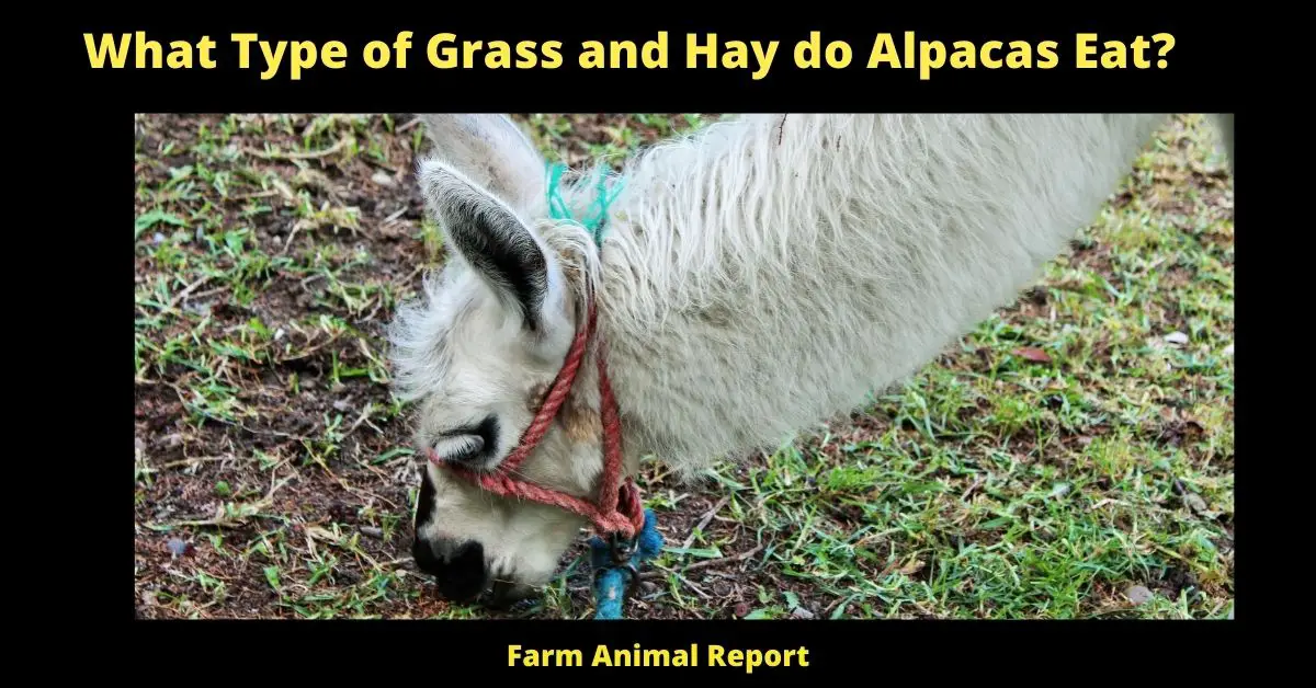 What Type of Grass and Hay do Alpacas Eat? 2