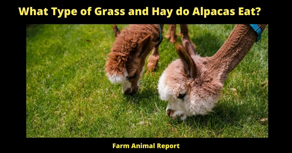 What Type of Grass and Hay do Alpacas Eat?