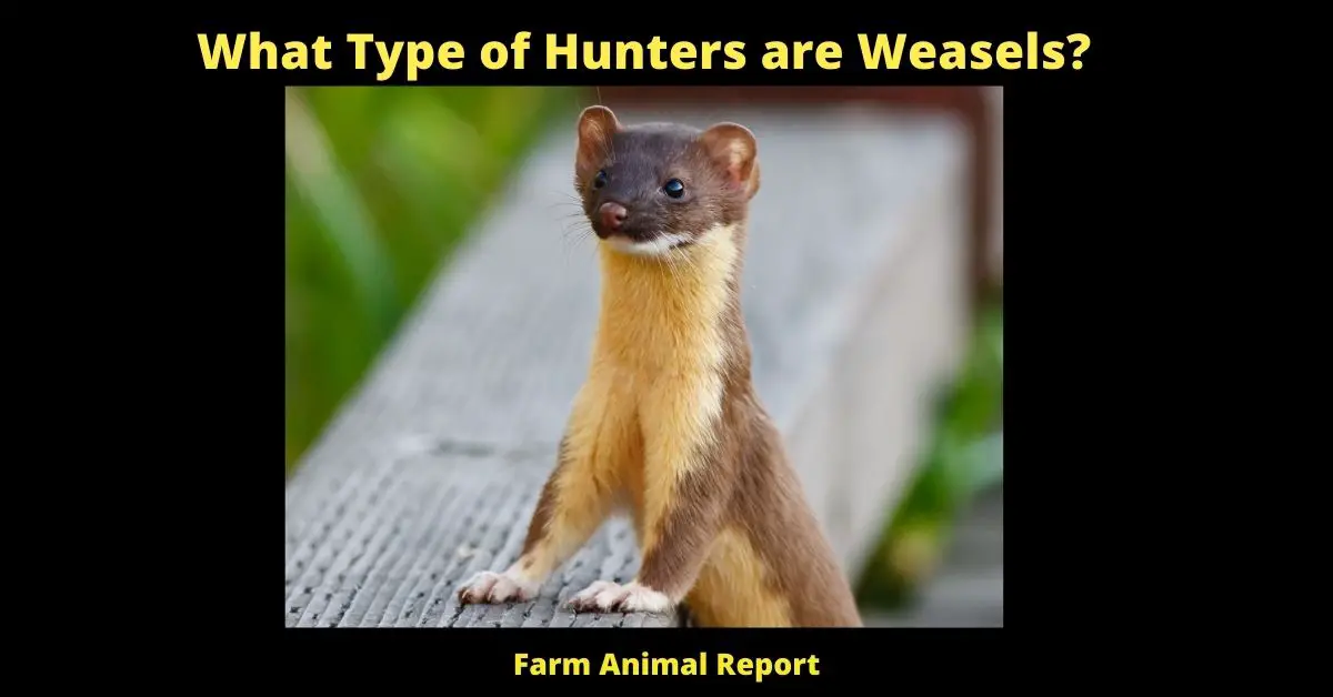 5 Repellants: How do Weasels Kill Chickens (2023)? 1