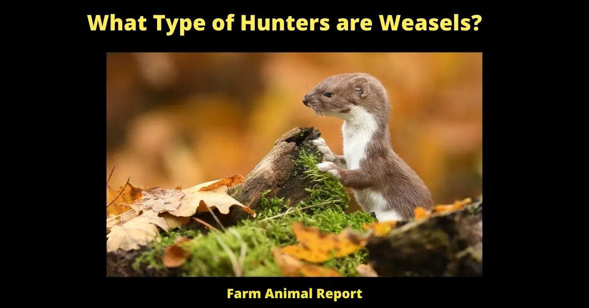 5 Repellants: How do Weasels Kill Chickens (2023)? 2