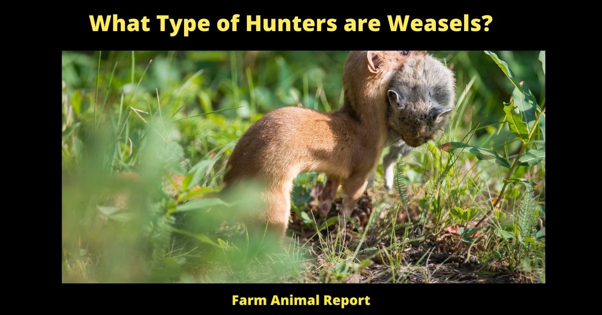 What Type of Hunters are Weasels?