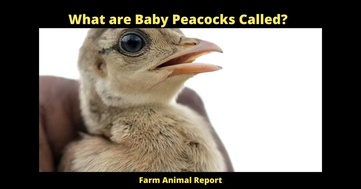 What are Baby Peacocks Called?