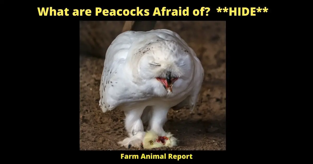 What are Peacocks Predators? **HIDE** 1