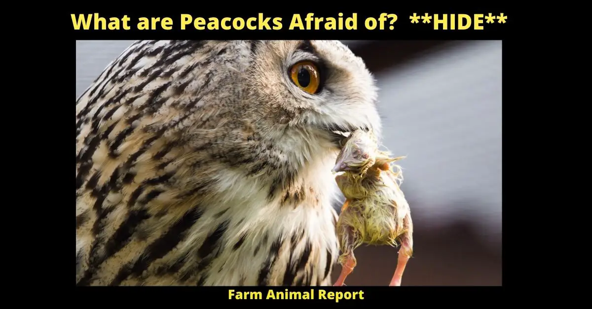 What are Peacocks Afraid of? **HIDE**