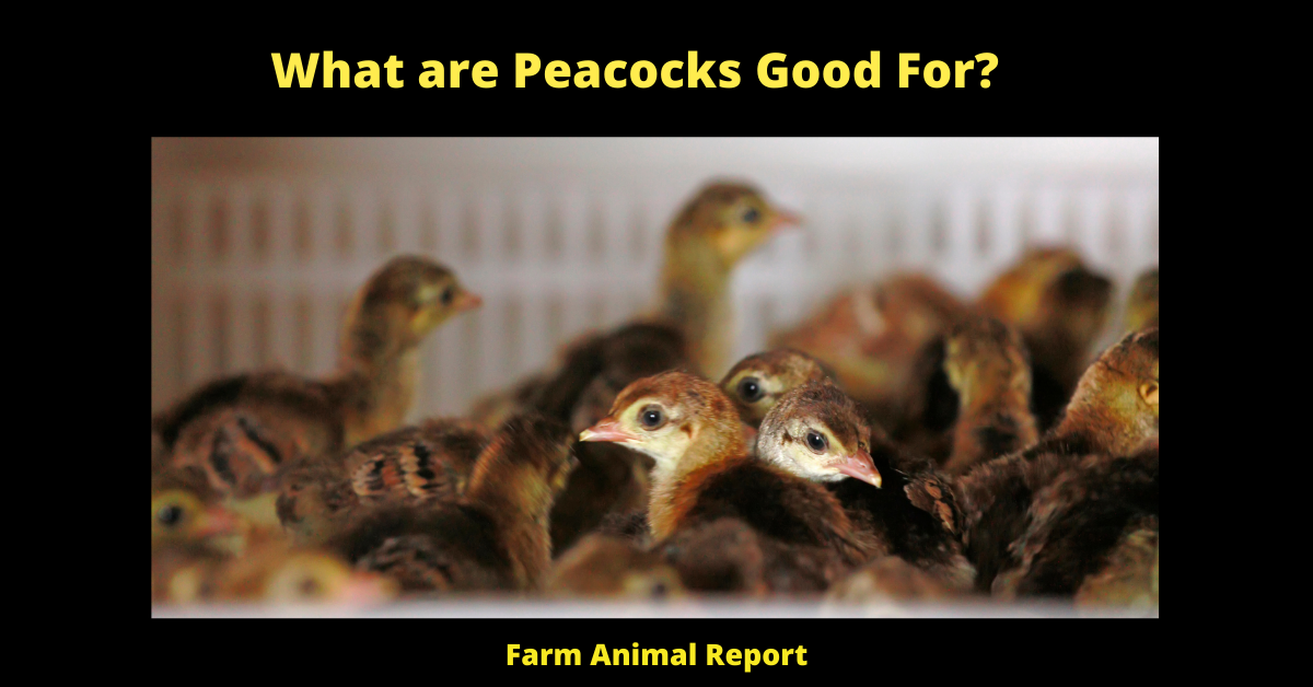 What are Peacocks Good For? (2024) 3