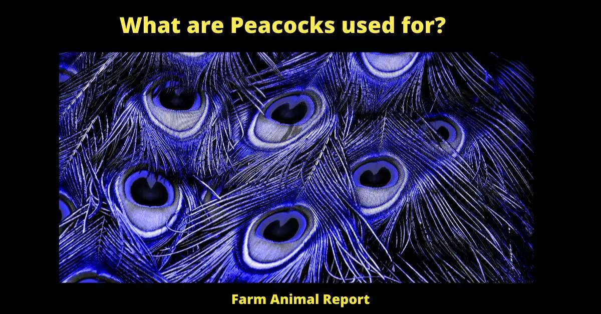 What are Peacocks used for? 2