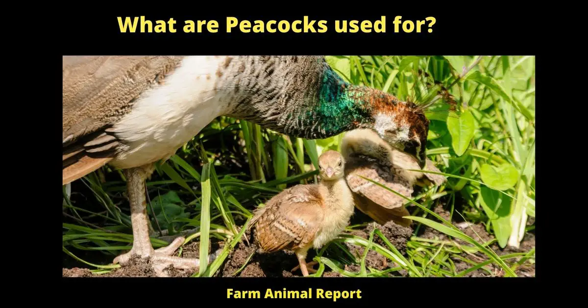 What are Peacocks used for?