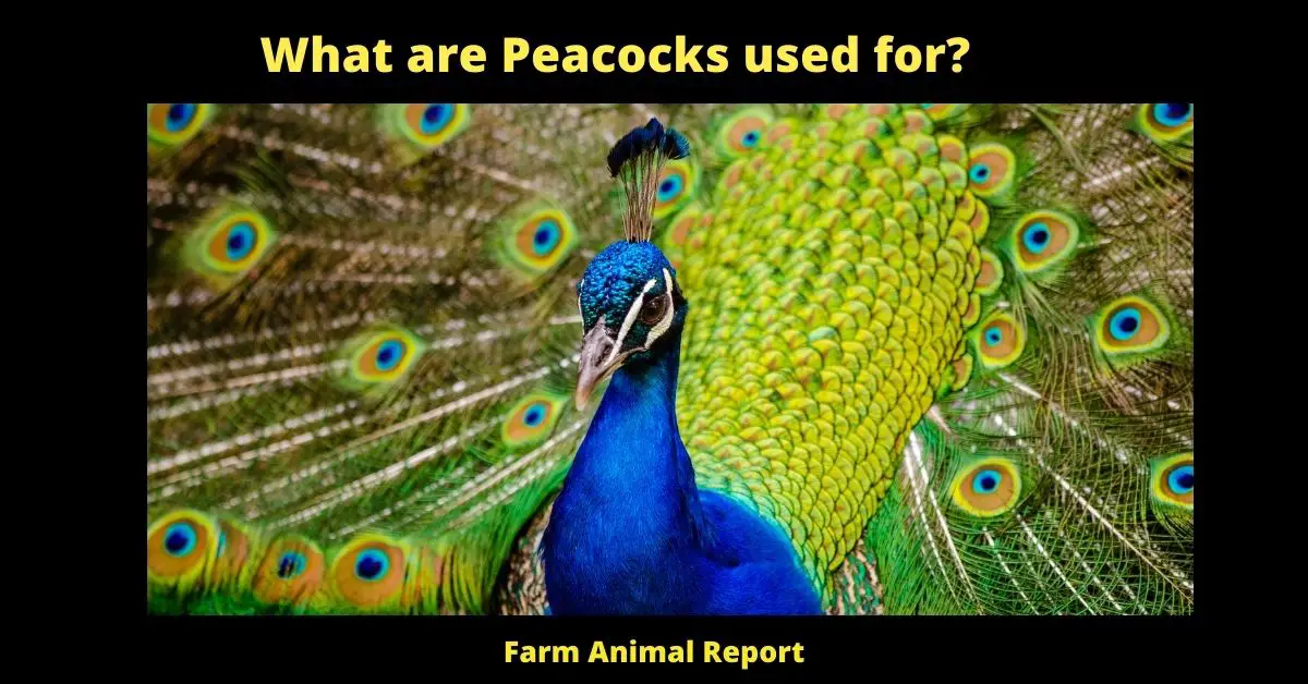 What are Peacocks used for? 1