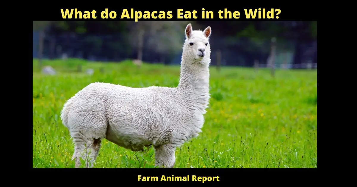 What do Alpacas Eat in the Wild? 1