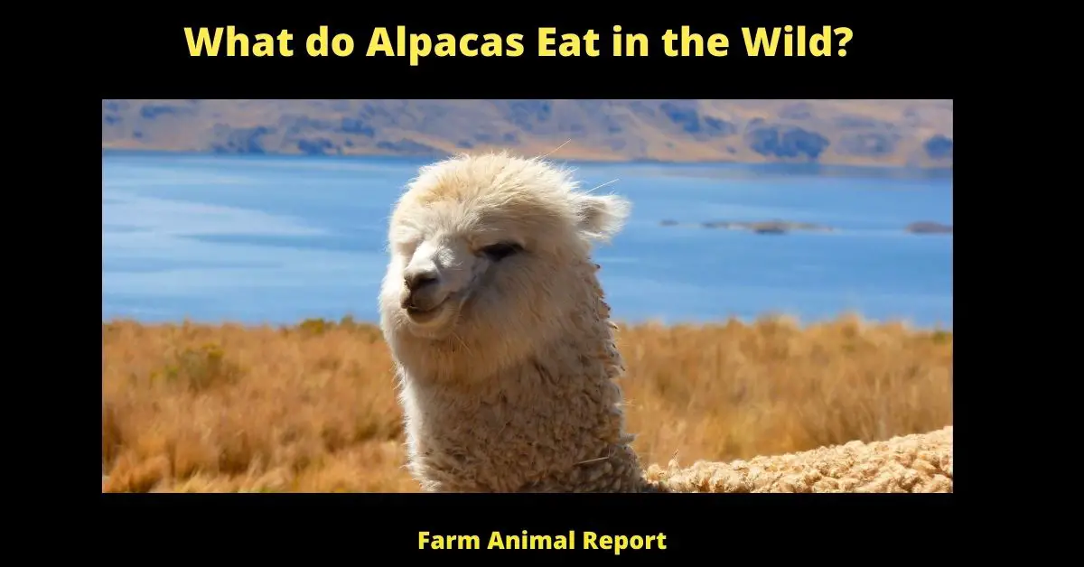 What do Alpacas Eat in the Wild?