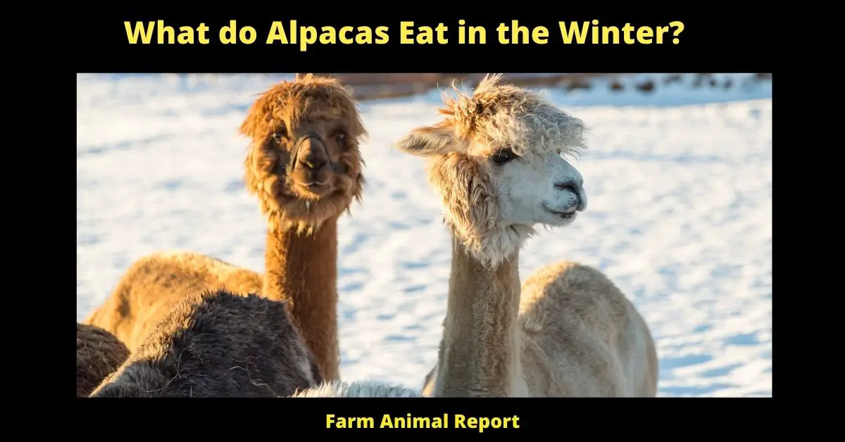 What do Alpacas Eat in the Winter? 2