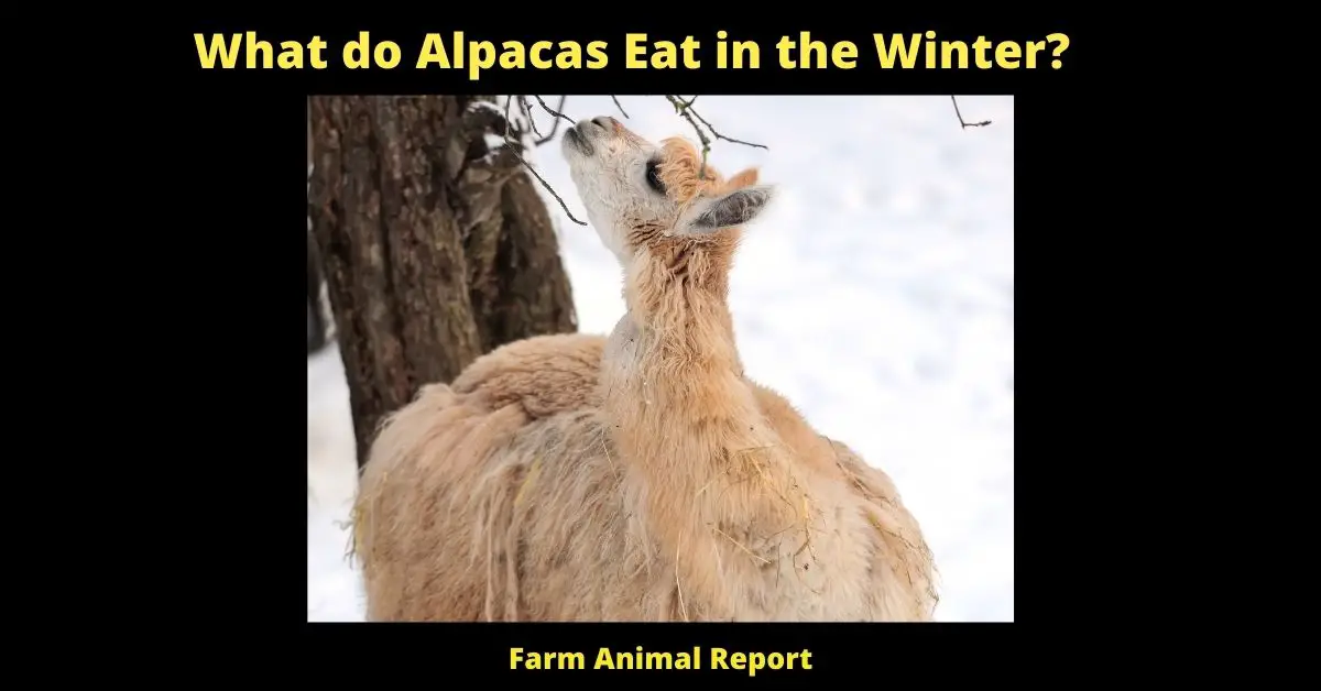 What do Alpacas Eat in the Winter?
