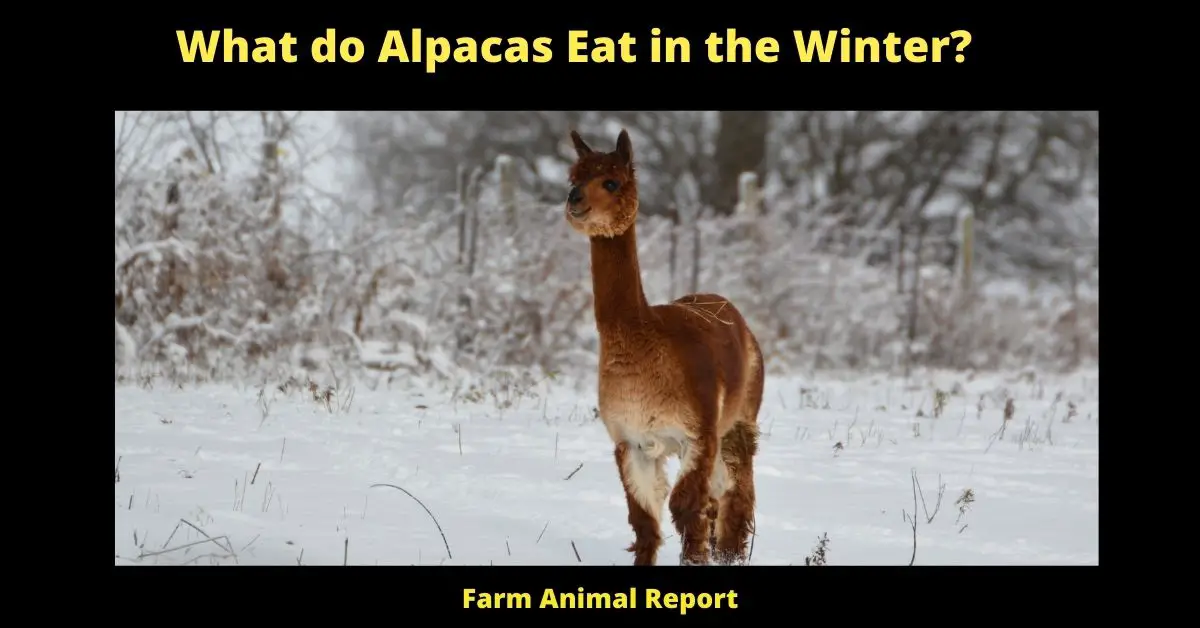 What do Alpacas Eat in the Winter? 3