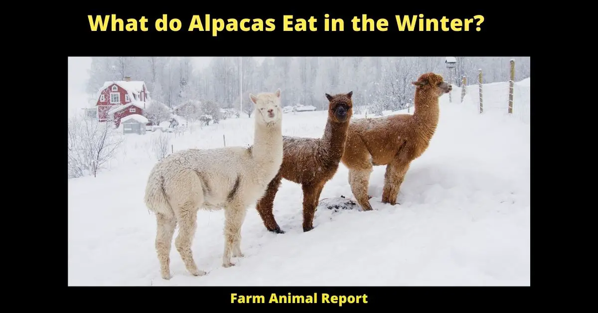 What do Alpacas Eat in the Winter? 1