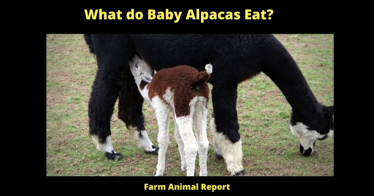 What do Baby Alpacas Eat? 1