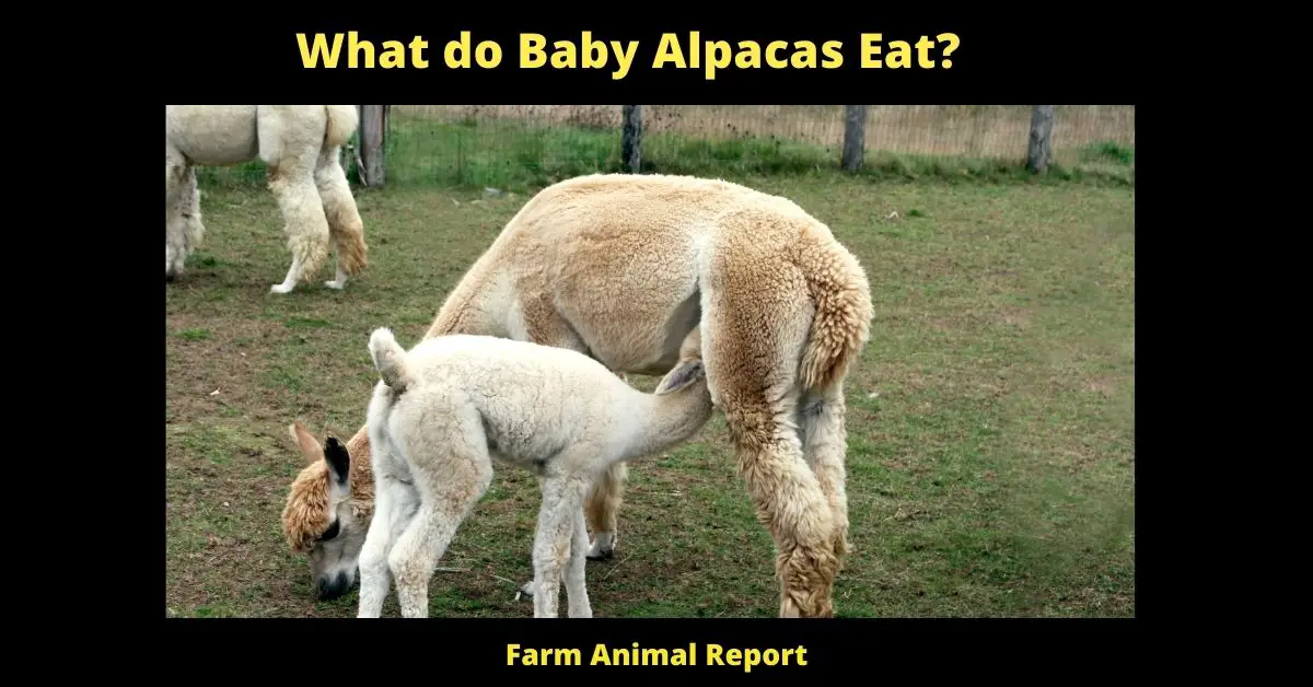 What do Baby Alpacas Eat? 2