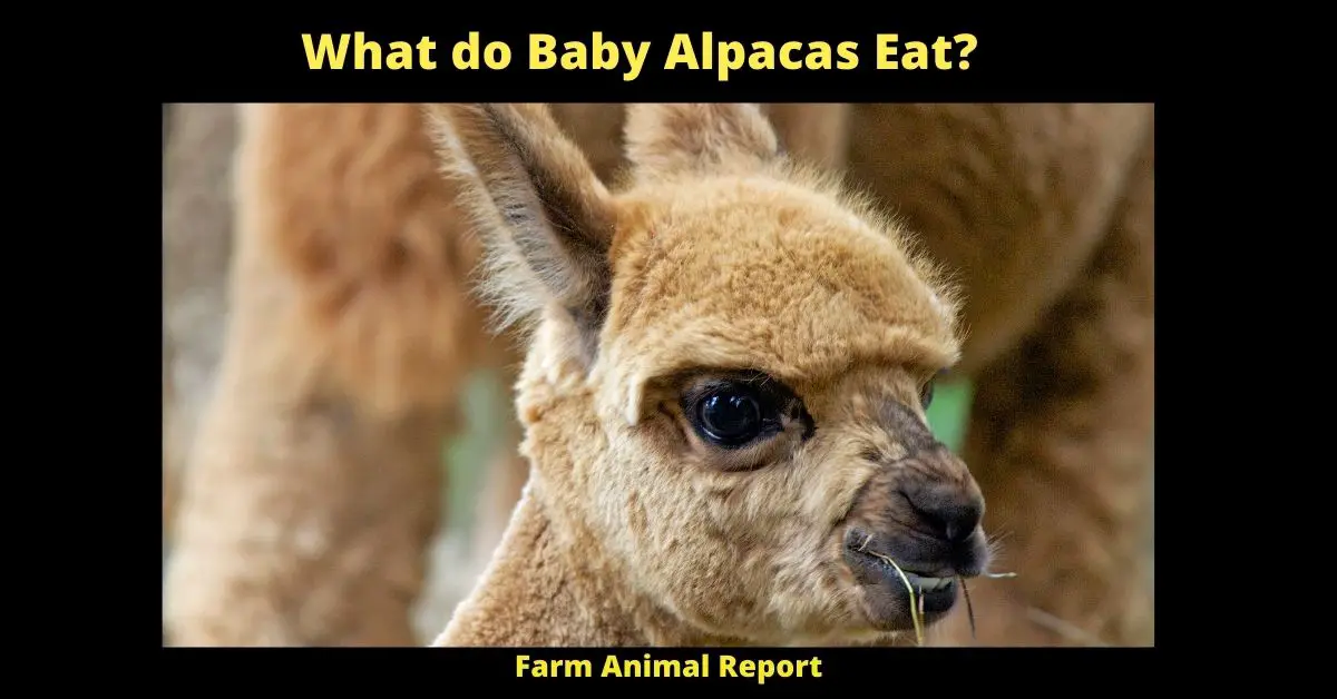 What do Baby Alpacas Eat?