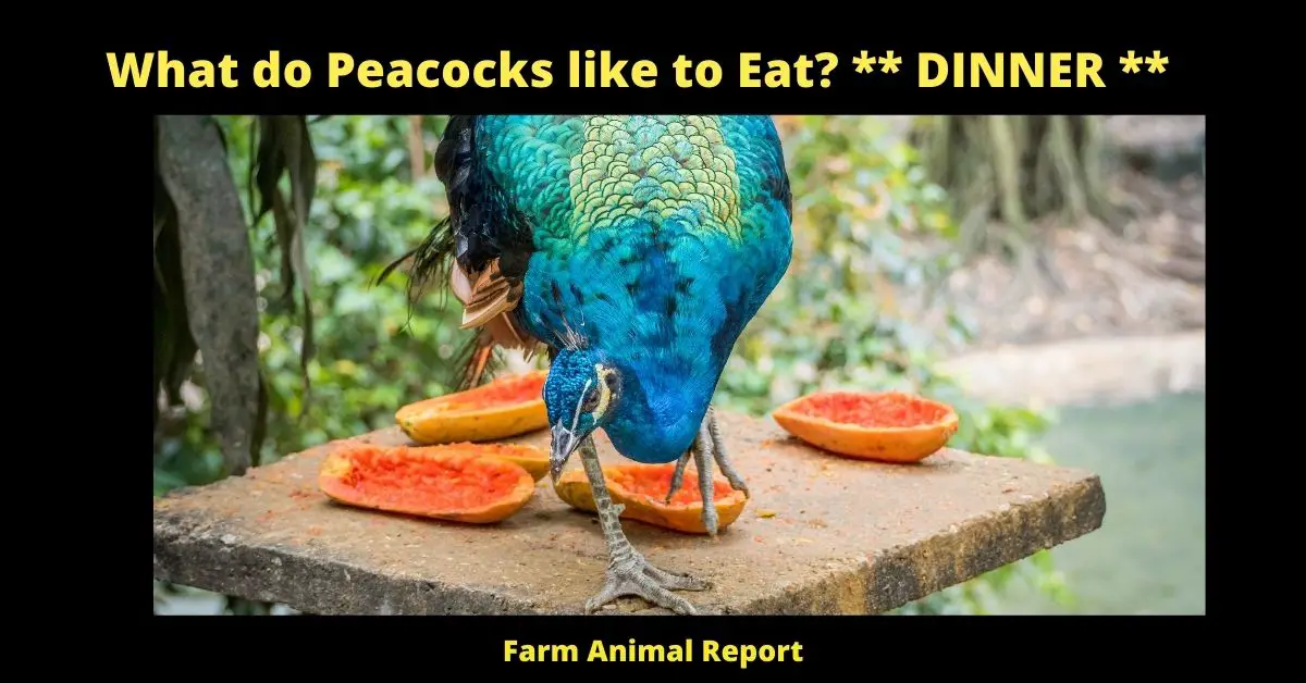 What do Peacocks like to Eat? ** DINNER **