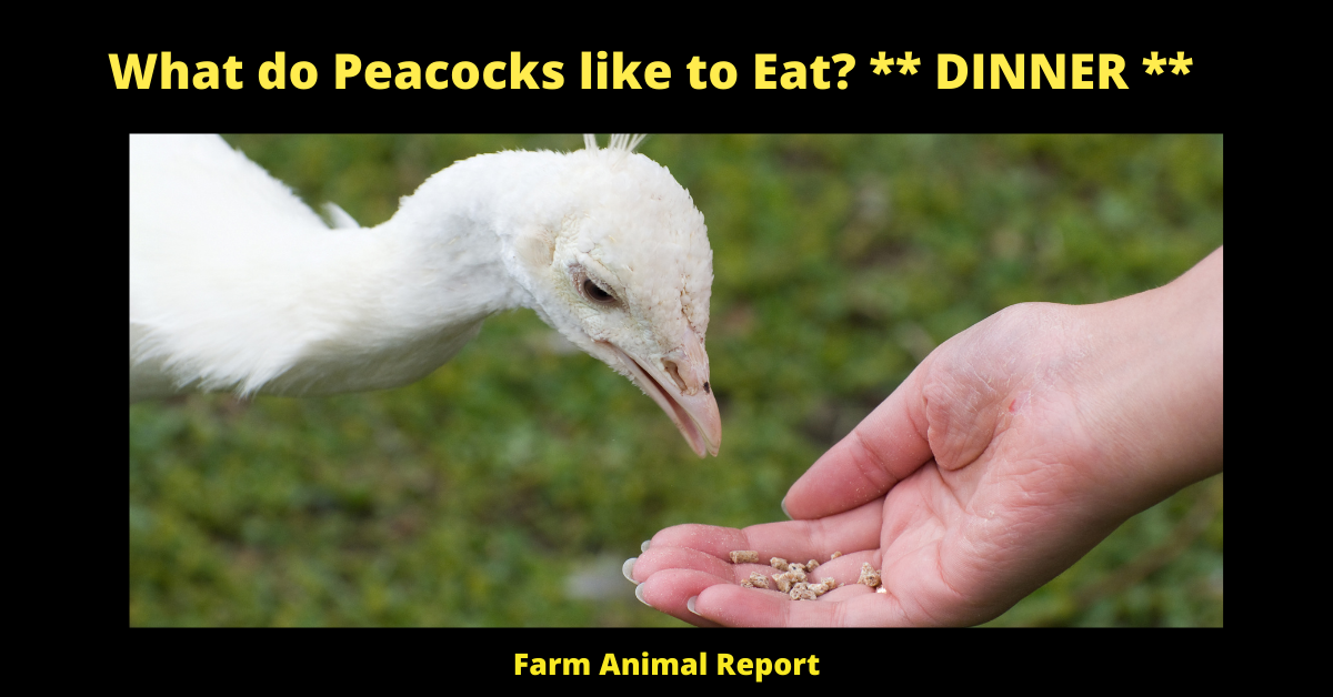 What do Peacocks like to Eat? ** DINNER ** 2