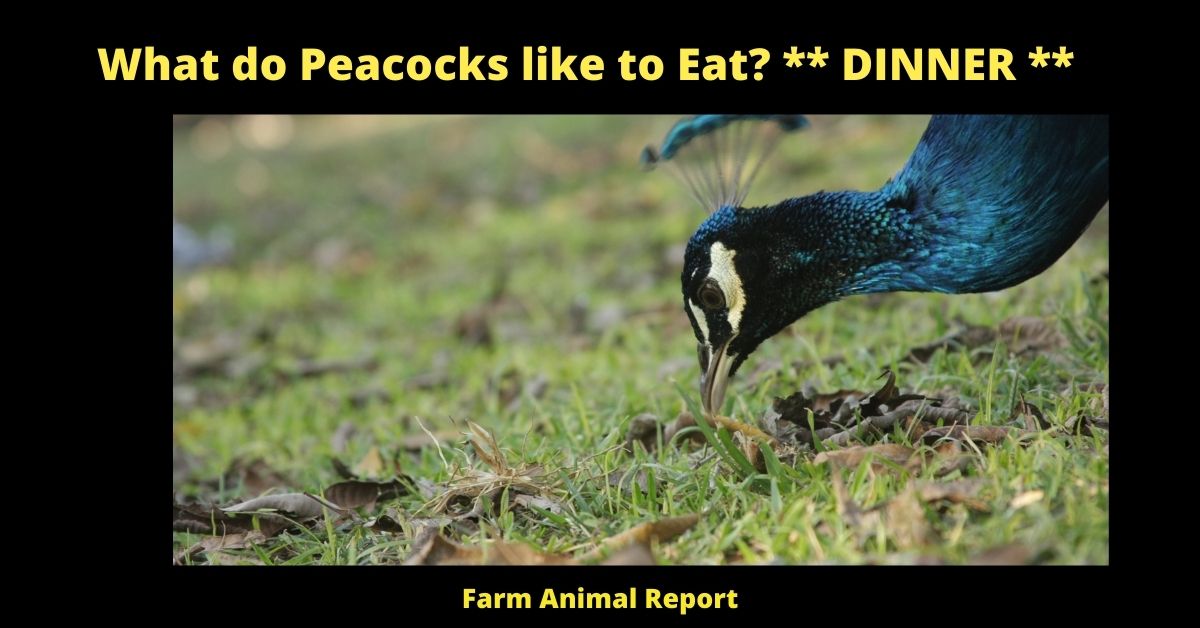 What do Peacocks like to Eat? ** DINNER ** 1