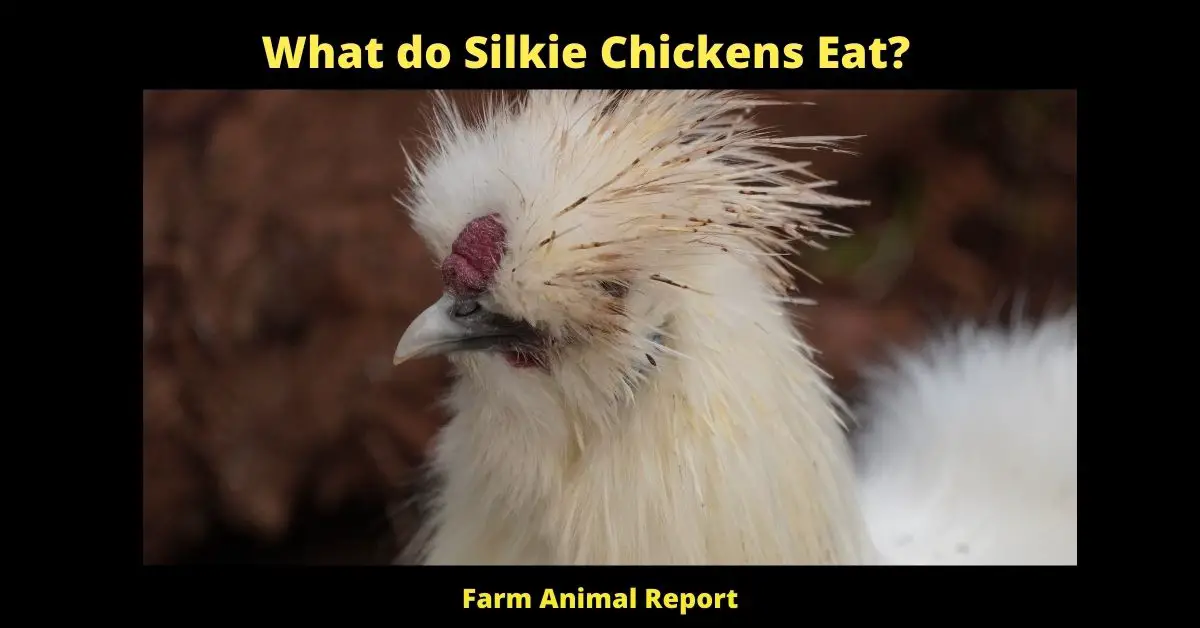 13 Foods: What do Silkie Chickens Eat (2024) | Silkies Eat 1