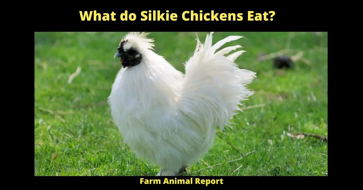 What do Silkie Chickens Eat?