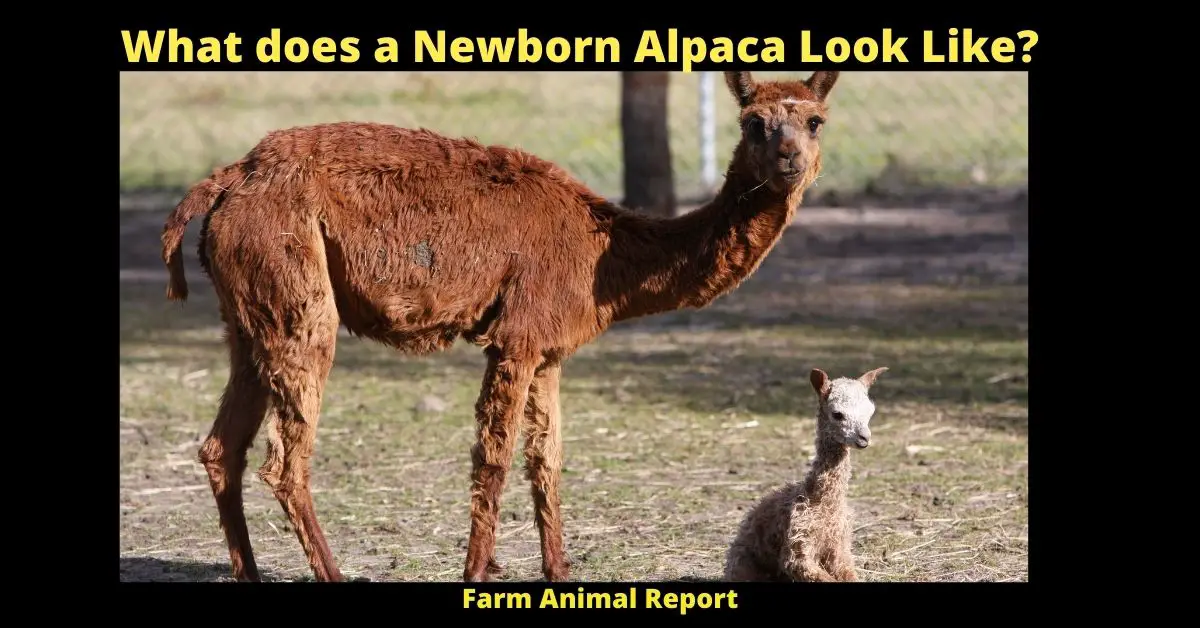 What does a Newborn Alpaca Look Like?