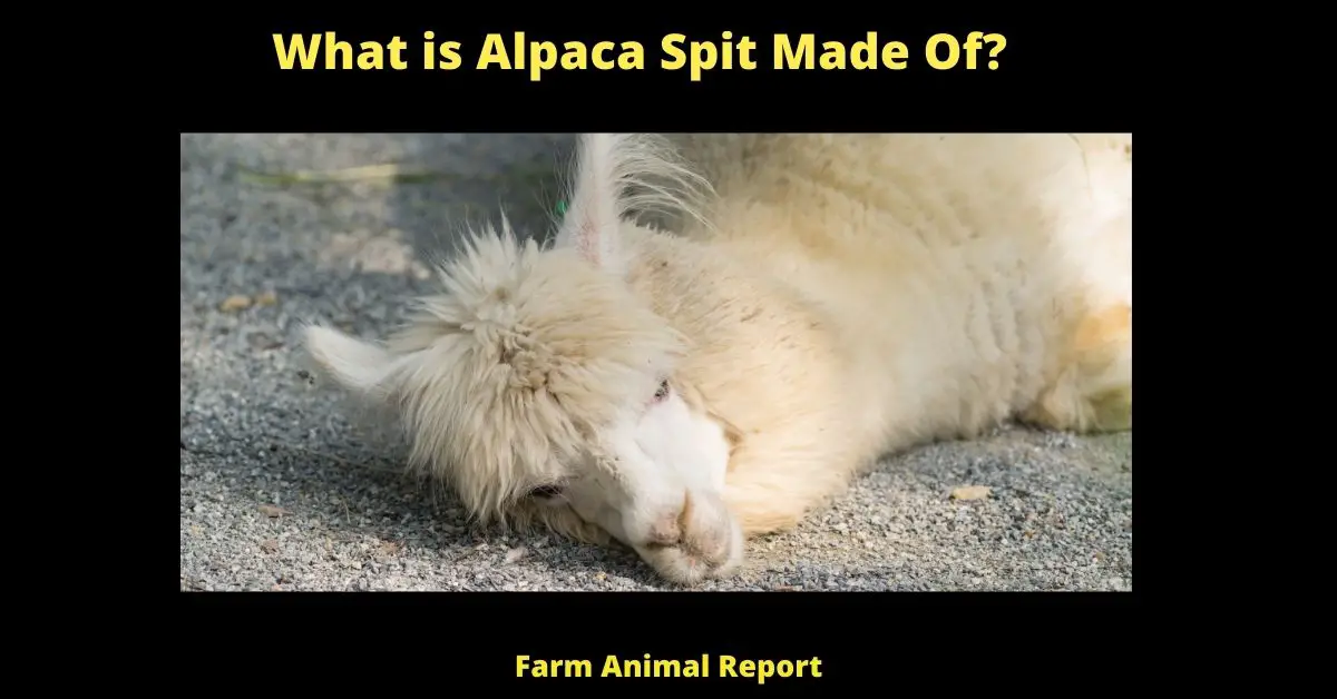 What is Alpaca Spit Made Of? 1