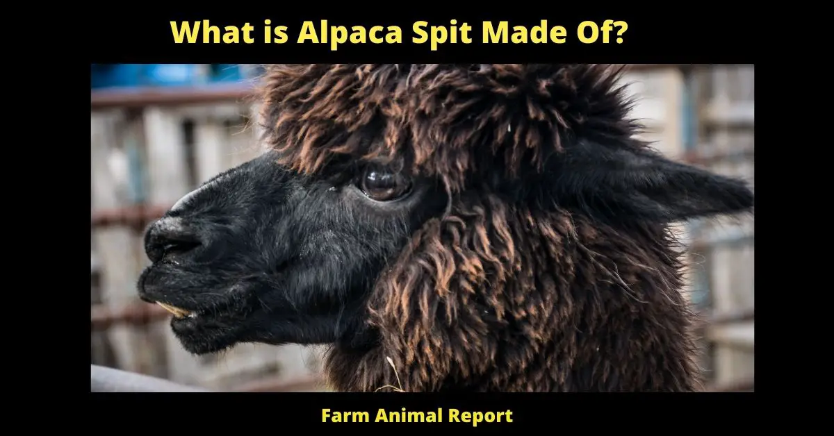 What is Alpaca Spit Made Of?