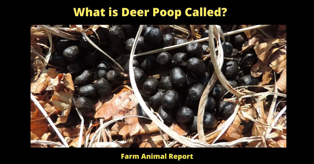 What is Deer Poop Called?