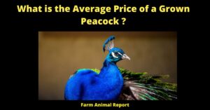 What is the Average Price of a Grown Peacock?