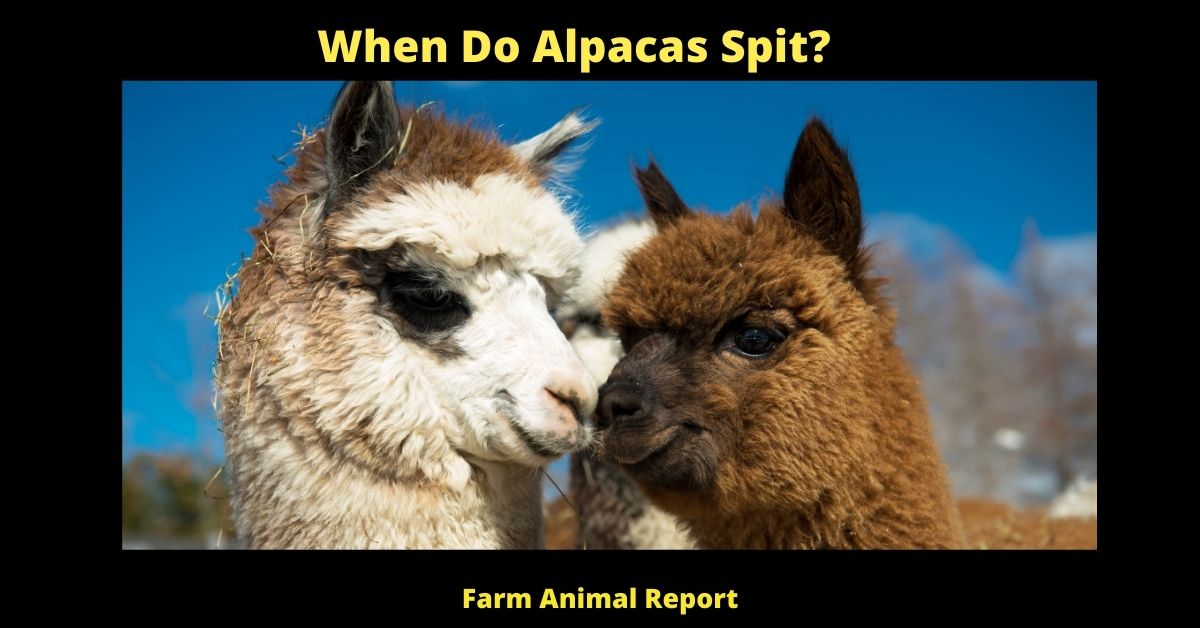 When Do Alpacas Spit? 2