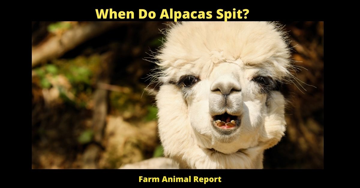 When Do Alpacas Spit? 1
