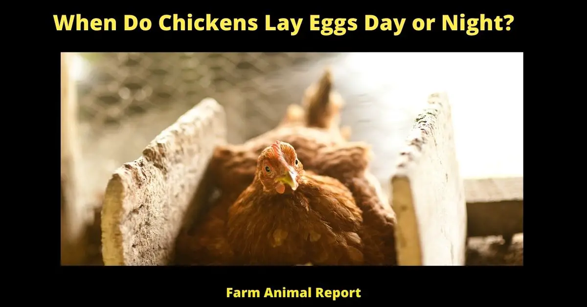 When Do Chickens Lay Eggs Day or Night? 1