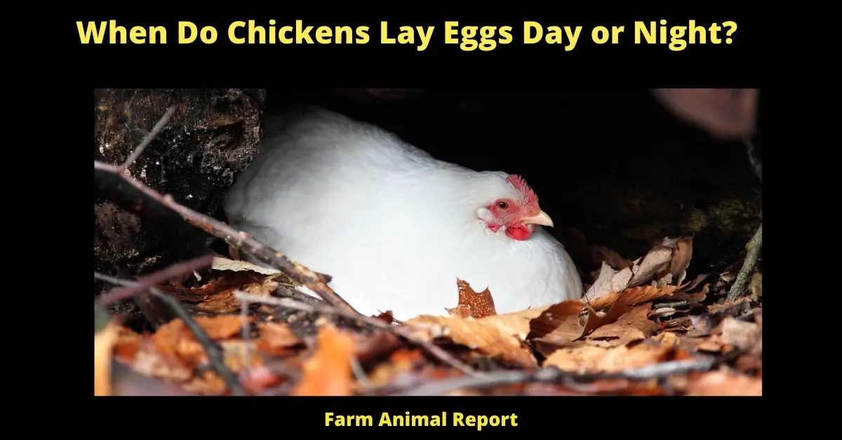 When Do Chickens Lay Eggs Day or Night? 2