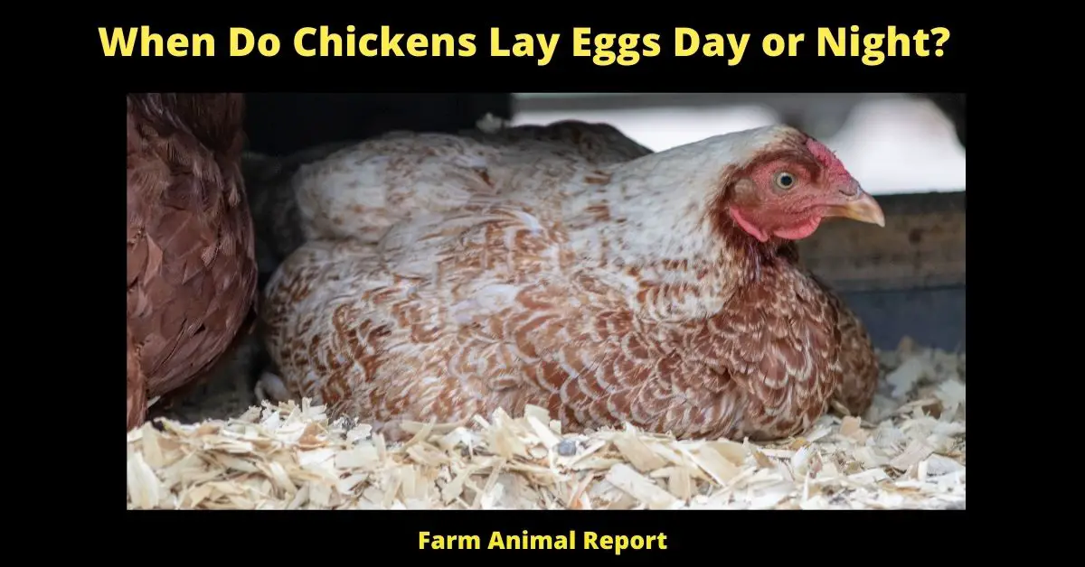 When Do Chickens Lay Eggs Day or Night?