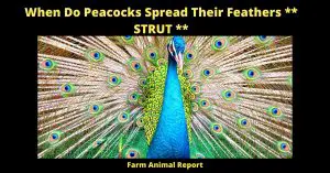 The colorful tail feathers of the peacock have long been admired by humans, and the bird has even been adopted as a symbol of beauty and grace. However, there is more to the peacock's tail than meets the eye. When a male peacock spreads his tail feathers, he is actually sending a message to potential mates. The size and brilliance of his tail is a way of showing off his good genes and attracting a mate. In addition, the male's tail also serves as a deterrent to other males. By spreading his tail, the male is saying that he is not to be messed with. So, next time you see a peacock spreading his tail, remember that he is not just putting on a show - he is also sending a very important message.