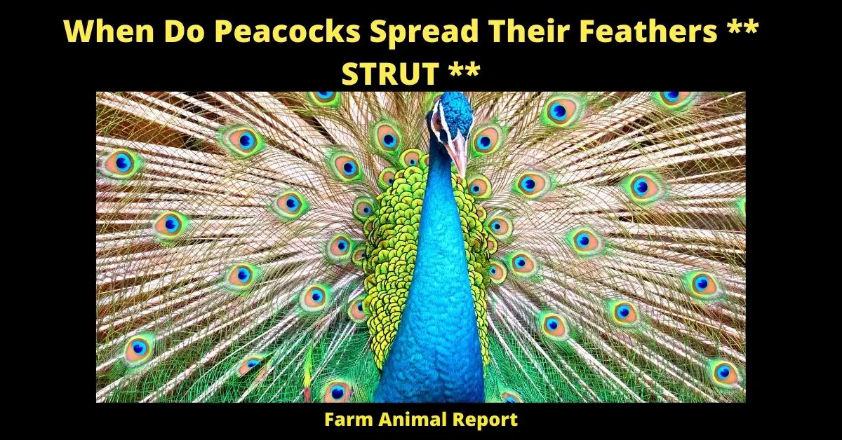 When Do Peacocks Spread Their Feathers ** STRUT **