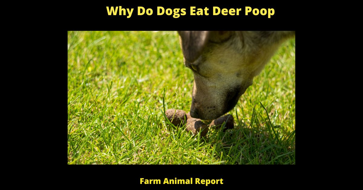 Why Do Dogs Eat Deer Poop