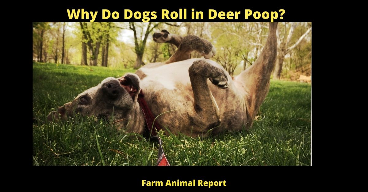 Why Do Dogs Roll in Deer Poop?