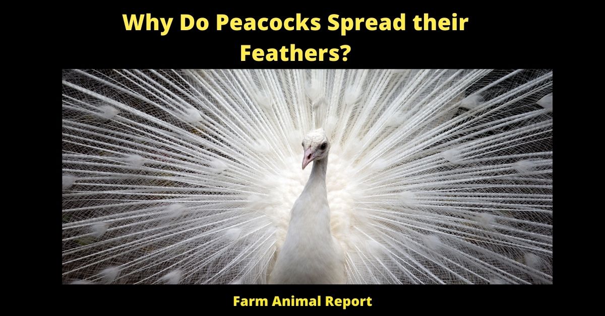 Why do Peacocks Spread their Feathers? ** IRIDESCENCE** 2