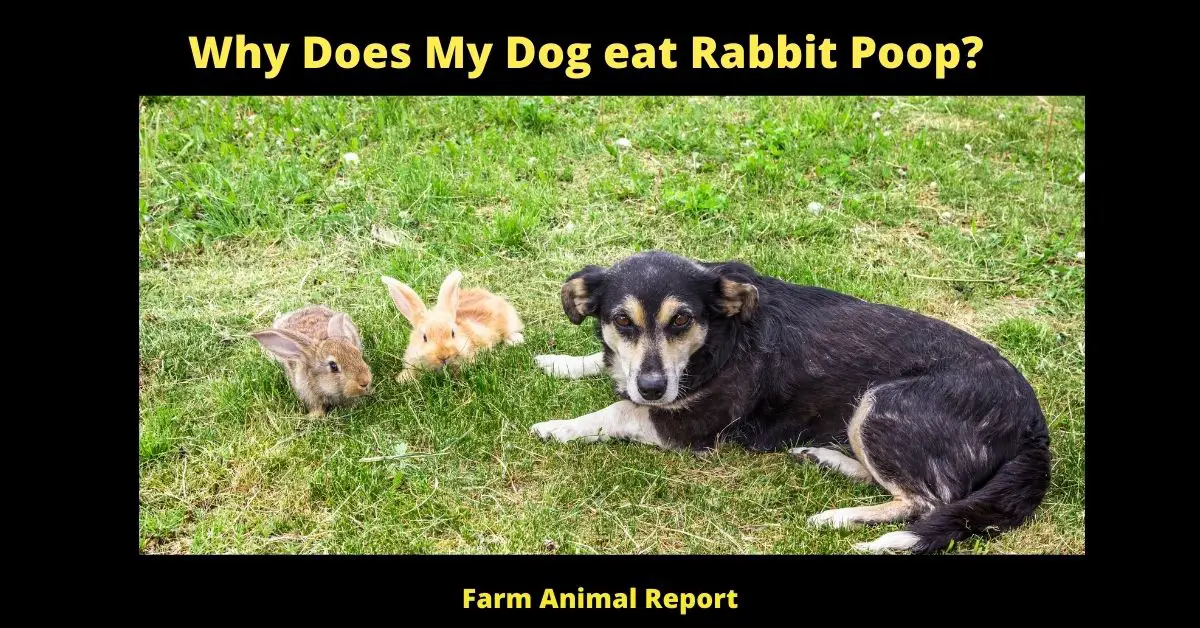 is rabbit poop bad for dogs
can dogs eat rabbit poop
my dog is eating rabbit poop
my dog eating rabbit poop
my dog ate rabbit poop
why does my dog eat rabbit poop
dog ate rabbit poop
my dog eats rabbit poop
my dog ate rabbit poop and is throwing up
puppy eats rabbit poop
my dog eat rabbit poop
rabbit poop and dogs
puppy eating rabbit poop
can dogs get worms from eating rabbit poop
puppy ate rabbit poop
can dogs get sick from eating rabbit poop
