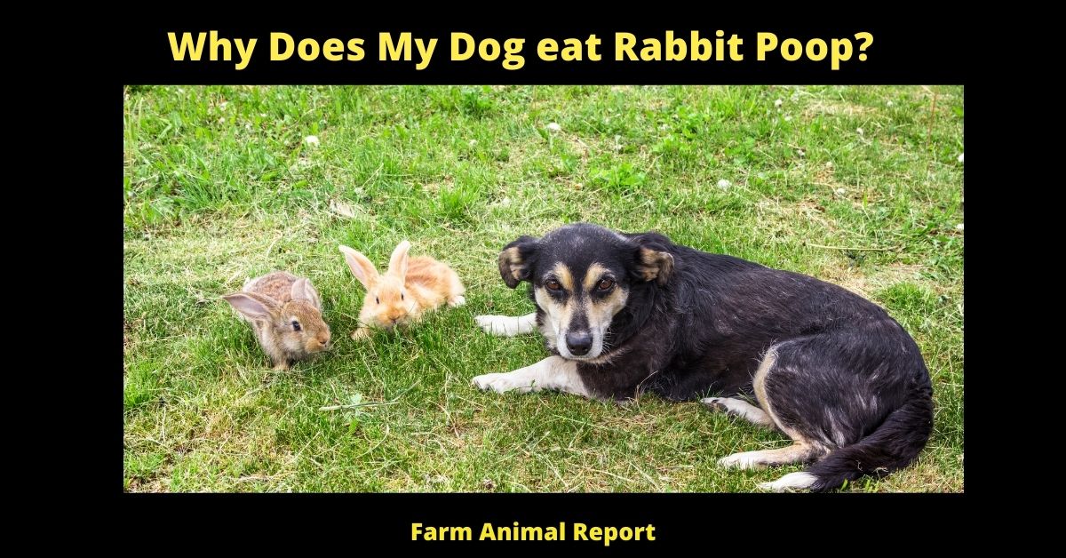 Can Dogs Get Sick From Eating Rabbit Poop