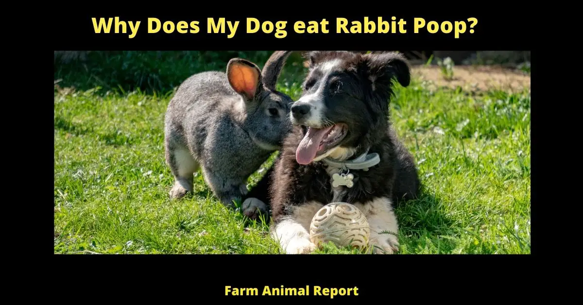 Why Does My Dog eat Rabbit Poop?