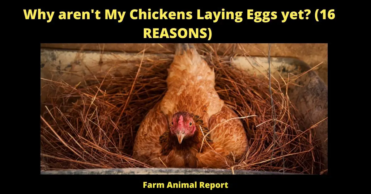 Why Won't My Chickens Lay Eggs yet? (16 REASONS) 1
